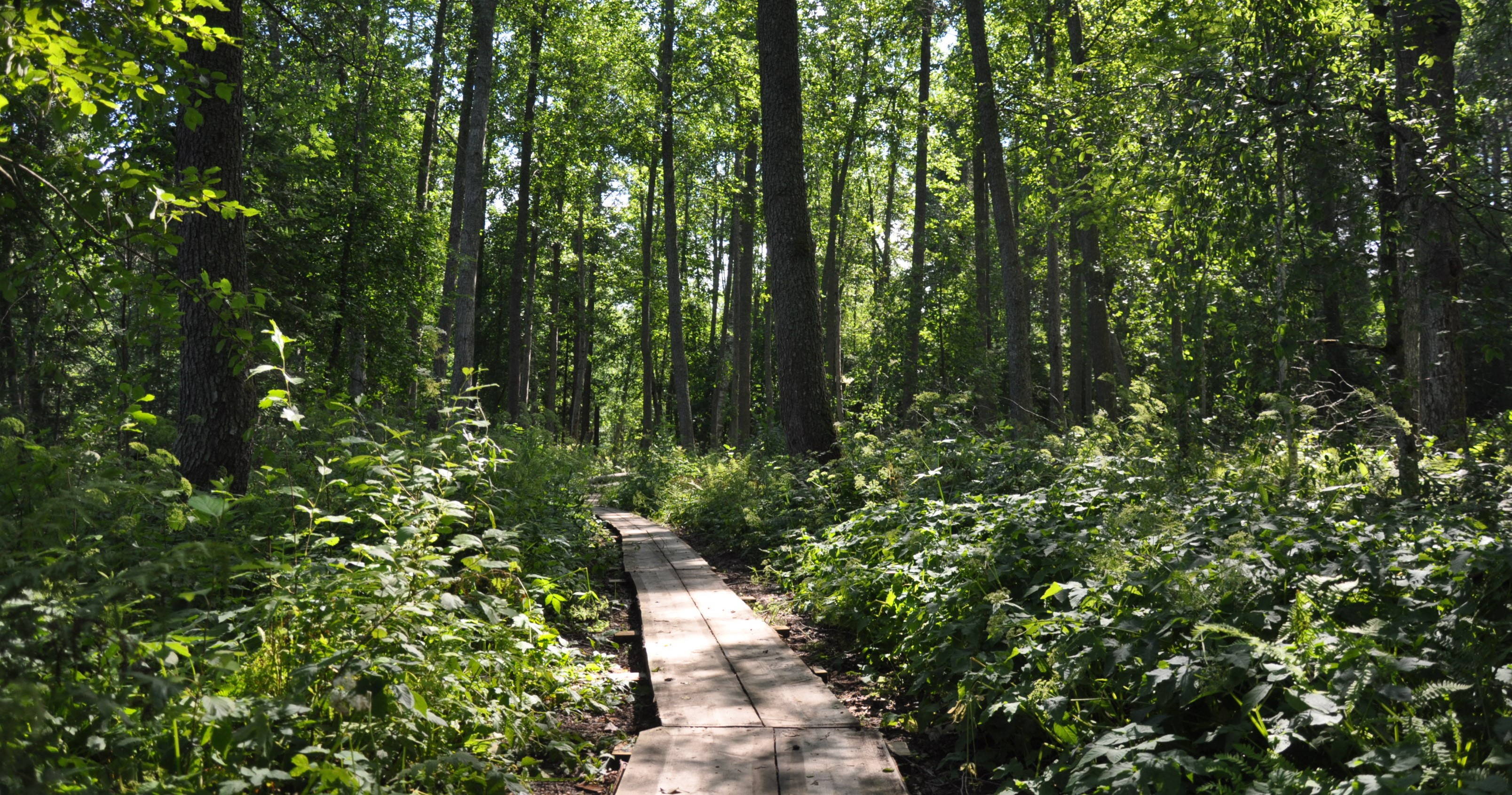 Wooden duckboard in the middle of green vegetation. Tall trees in the background.