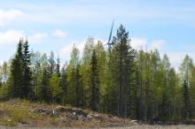 A forest, behind which a wind turbine can be seen.