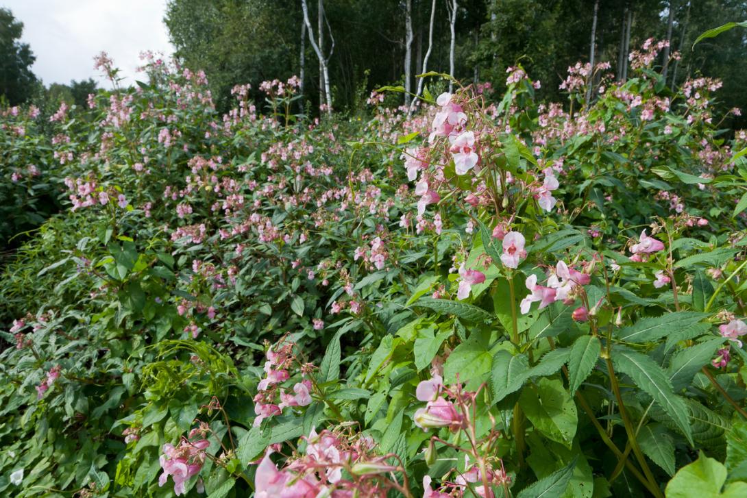 Jättipalsami