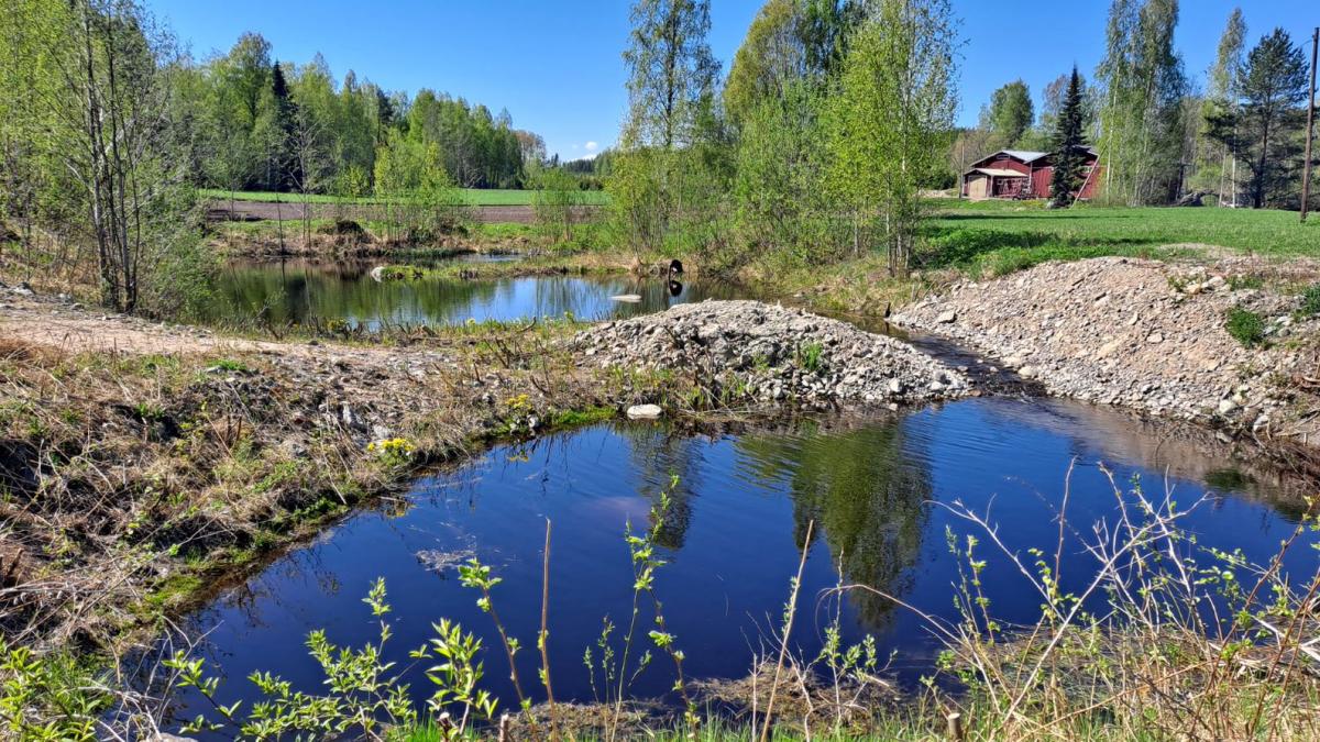 Kuva kosteikosta, jossa on vettä sekä hiekkamuodostelmia. Taustalla vihreä nurmipelto, puita ja punainen mökki.